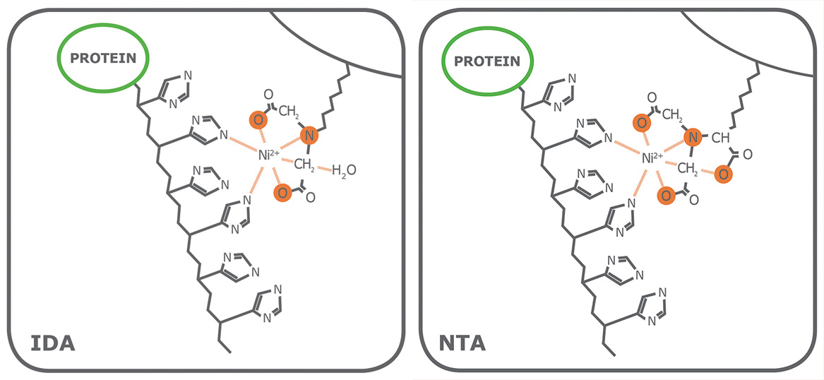 NTA-and-IDA-binding-structure